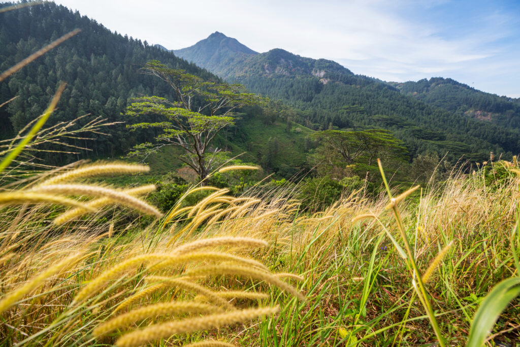 Beautiful green natural landscapes in Sri Lanka mountains